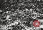 Image les pingouins nichant Géorgie du Sud, 1921, de la seconde 56 séquences d'archives historiques vidéo 65675065863