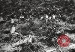 Image les pingouins nichant Géorgie du Sud, 1921, de la seconde 57 séquences d'archives historiques vidéo 65675065863