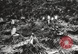 Image les pingouins nichant Géorgie du Sud, 1921, de la seconde 59 séquences d'archives historiques vidéo 65675065863