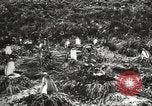 Image les pingouins nichant Géorgie du Sud, 1921, de la seconde 60 séquences d'archives historiques vidéo 65675065863