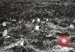 Image les pingouins nichant Géorgie du Sud, 1921, de la seconde 61 séquences d'archives historiques vidéo 65675065863