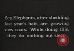 Image les éléphants de mer sur Shackleton expédition final Géorgie du Sud, 1921, de la seconde 1 séquences d'archives historiques vidéo 65675065864