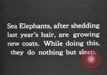Image les éléphants de mer sur Shackleton expédition final Géorgie du Sud, 1921, de la seconde 5 séquences d'archives historiques vidéo 65675065864
