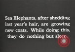Image les éléphants de mer sur Shackleton expédition final Géorgie du Sud, 1921, de la seconde 6 séquences d'archives historiques vidéo 65675065864