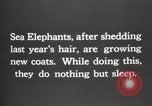 Image les éléphants de mer sur Shackleton expédition final Géorgie du Sud, 1921, de la seconde 7 séquences d'archives historiques vidéo 65675065864