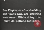 Image les éléphants de mer sur Shackleton expédition final Géorgie du Sud, 1921, de la seconde 9 séquences d'archives historiques vidéo 65675065864