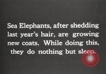 Image les éléphants de mer sur Shackleton expédition final Géorgie du Sud, 1921, de la seconde 10 séquences d'archives historiques vidéo 65675065864