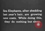 Image les éléphants de mer sur Shackleton expédition final Géorgie du Sud, 1921, de la seconde 11 séquences d'archives historiques vidéo 65675065864
