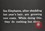 Image les éléphants de mer sur Shackleton expédition final Géorgie du Sud, 1921, de la seconde 12 séquences d'archives historiques vidéo 65675065864