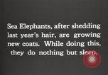 Image les éléphants de mer sur Shackleton expédition final Géorgie du Sud, 1921, de la seconde 15 séquences d'archives historiques vidéo 65675065864
