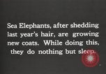 Image les éléphants de mer sur Shackleton expédition final Géorgie du Sud, 1921, de la seconde 16 séquences d'archives historiques vidéo 65675065864