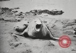 Image les éléphants de mer sur Shackleton expédition final Géorgie du Sud, 1921, de la seconde 17 séquences d'archives historiques vidéo 65675065864