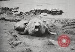 Image les éléphants de mer sur Shackleton expédition final Géorgie du Sud, 1921, de la seconde 18 séquences d'archives historiques vidéo 65675065864