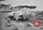 Image les éléphants de mer sur Shackleton expédition final Géorgie du Sud, 1921, de la seconde 19 séquences d'archives historiques vidéo 65675065864