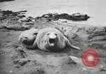 Image les éléphants de mer sur Shackleton expédition final Géorgie du Sud, 1921, de la seconde 20 séquences d'archives historiques vidéo 65675065864