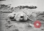 Image les éléphants de mer sur Shackleton expédition final Géorgie du Sud, 1921, de la seconde 21 séquences d'archives historiques vidéo 65675065864