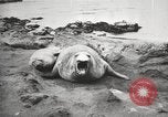 Image les éléphants de mer sur Shackleton expédition final Géorgie du Sud, 1921, de la seconde 22 séquences d'archives historiques vidéo 65675065864