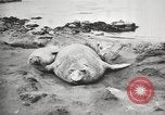 Image les éléphants de mer sur Shackleton expédition final Géorgie du Sud, 1921, de la seconde 23 séquences d'archives historiques vidéo 65675065864