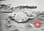 Image les éléphants de mer sur Shackleton expédition final Géorgie du Sud, 1921, de la seconde 24 séquences d'archives historiques vidéo 65675065864