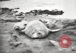 Image les éléphants de mer sur Shackleton expédition final Géorgie du Sud, 1921, de la seconde 25 séquences d'archives historiques vidéo 65675065864