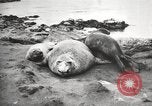 Image les éléphants de mer sur Shackleton expédition final Géorgie du Sud, 1921, de la seconde 26 séquences d'archives historiques vidéo 65675065864