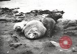 Image les éléphants de mer sur Shackleton expédition final Géorgie du Sud, 1921, de la seconde 43 séquences d'archives historiques vidéo 65675065864