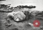 Image les éléphants de mer sur Shackleton expédition final Géorgie du Sud, 1921, de la seconde 44 séquences d'archives historiques vidéo 65675065864