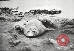 Image les éléphants de mer sur Shackleton expédition final Géorgie du Sud, 1921, de la seconde 45 séquences d'archives historiques vidéo 65675065864