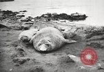 Image les éléphants de mer sur Shackleton expédition final Géorgie du Sud, 1921, de la seconde 46 séquences d'archives historiques vidéo 65675065864