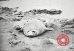 Image les éléphants de mer sur Shackleton expédition final Géorgie du Sud, 1921, de la seconde 47 séquences d'archives historiques vidéo 65675065864