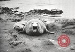 Image les éléphants de mer sur Shackleton expédition final Géorgie du Sud, 1921, de la seconde 48 séquences d'archives historiques vidéo 65675065864