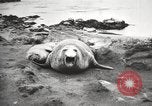 Image les éléphants de mer sur Shackleton expédition final Géorgie du Sud, 1921, de la seconde 49 séquences d'archives historiques vidéo 65675065864
