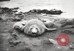 Image les éléphants de mer sur Shackleton expédition final Géorgie du Sud, 1921, de la seconde 50 séquences d'archives historiques vidéo 65675065864