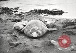 Image les éléphants de mer sur Shackleton expédition final Géorgie du Sud, 1921, de la seconde 51 séquences d'archives historiques vidéo 65675065864