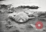 Image les éléphants de mer sur Shackleton expédition final Géorgie du Sud, 1921, de la seconde 53 séquences d'archives historiques vidéo 65675065864