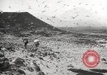 Standbild Vögel auf Ascension Island Himmelfahrtsinsel, 1922, aus Sekunde 9 historischem Filmmaterial Videoclip 65675065872