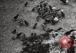 Standbild Vögel auf Ascension Island Himmelfahrtsinsel, 1922, aus Sekunde 36 historischem Filmmaterial Videoclip 65675065872
