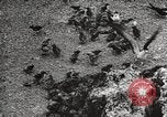 Standbild Vögel auf Ascension Island Himmelfahrtsinsel, 1922, aus Sekunde 38 historischem Filmmaterial Videoclip 65675065872