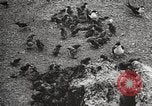 Standbild Vögel auf Ascension Island Himmelfahrtsinsel, 1922, aus Sekunde 39 historischem Filmmaterial Videoclip 65675065872