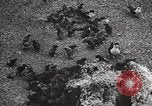 Standbild Vögel auf Ascension Island Himmelfahrtsinsel, 1922, aus Sekunde 40 historischem Filmmaterial Videoclip 65675065872