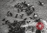 Standbild Vögel auf Ascension Island Himmelfahrtsinsel, 1922, aus Sekunde 41 historischem Filmmaterial Videoclip 65675065872
