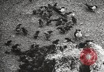 Standbild Vögel auf Ascension Island Himmelfahrtsinsel, 1922, aus Sekunde 42 historischem Filmmaterial Videoclip 65675065872