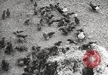 Standbild Vögel auf Ascension Island Himmelfahrtsinsel, 1922, aus Sekunde 43 historischem Filmmaterial Videoclip 65675065872