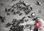 Standbild Vögel auf Ascension Island Himmelfahrtsinsel, 1922, aus Sekunde 44 historischem Filmmaterial Videoclip 65675065872