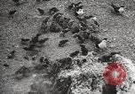Standbild Vögel auf Ascension Island Himmelfahrtsinsel, 1922, aus Sekunde 46 historischem Filmmaterial Videoclip 65675065872