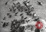 Standbild Vögel auf Ascension Island Himmelfahrtsinsel, 1922, aus Sekunde 47 historischem Filmmaterial Videoclip 65675065872