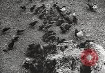 Standbild Vögel auf Ascension Island Himmelfahrtsinsel, 1922, aus Sekunde 48 historischem Filmmaterial Videoclip 65675065872