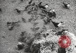 Standbild Vögel auf Ascension Island Himmelfahrtsinsel, 1922, aus Sekunde 49 historischem Filmmaterial Videoclip 65675065872