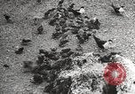 Standbild Vögel auf Ascension Island Himmelfahrtsinsel, 1922, aus Sekunde 50 historischem Filmmaterial Videoclip 65675065872