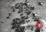 Standbild Vögel auf Ascension Island Himmelfahrtsinsel, 1922, aus Sekunde 51 historischem Filmmaterial Videoclip 65675065872
